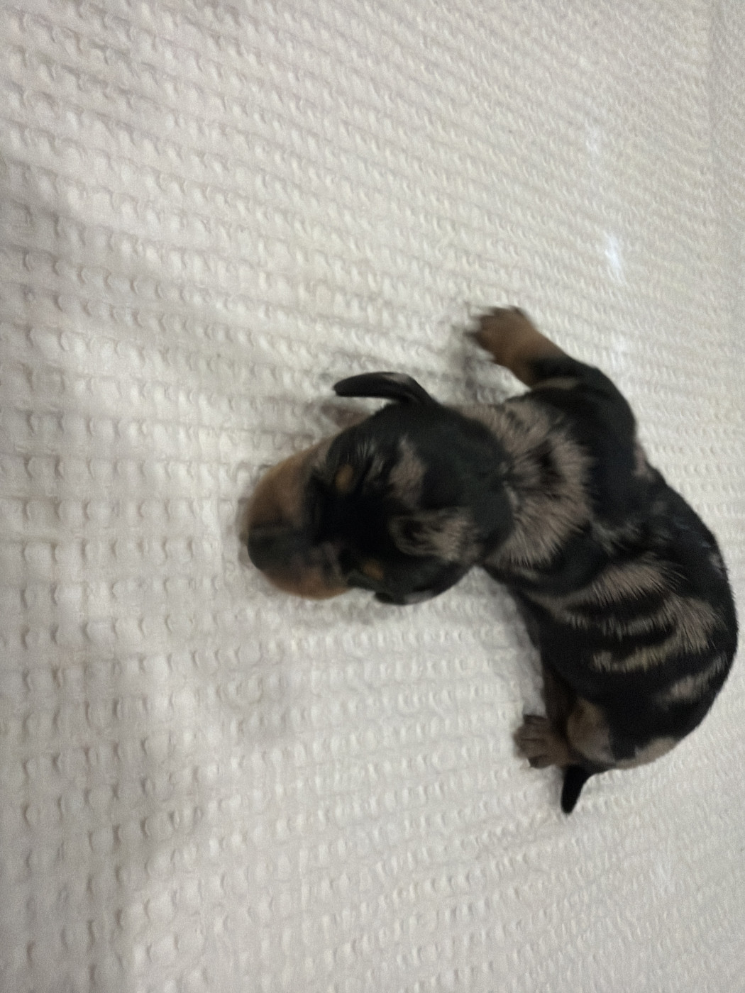 Du Domaine Du Diamant Bleu - Chiots disponibles - Teckel poil ras