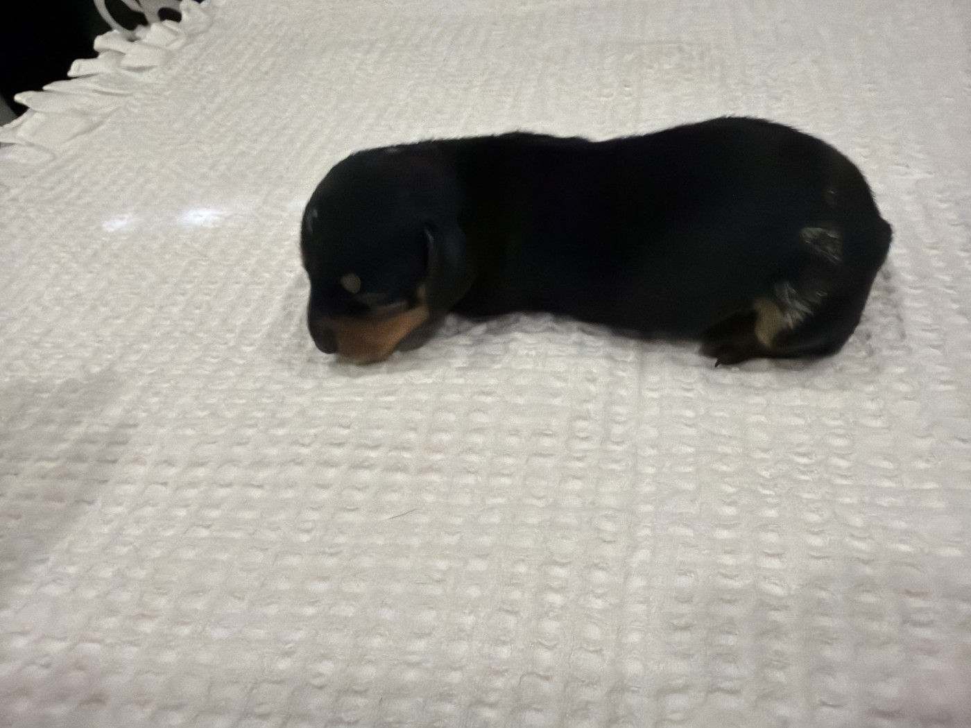 Du Domaine Du Diamant Bleu - Chiots disponibles - Teckel poil ras
