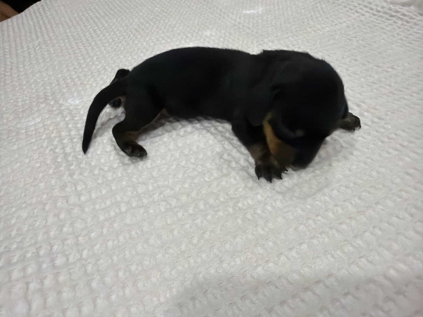 Du Domaine Du Diamant Bleu - Chiots disponibles - Teckel poil ras