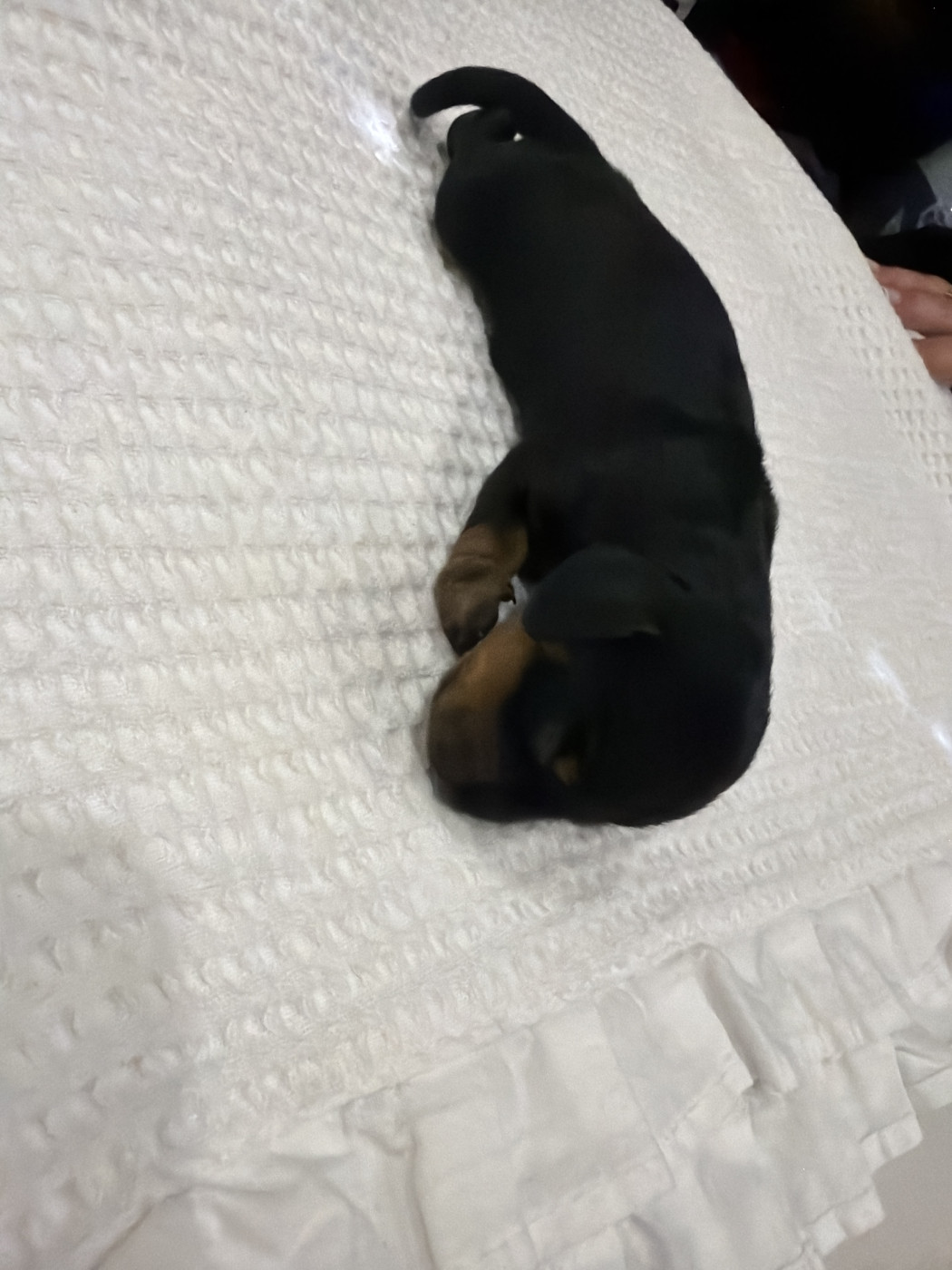 Du Domaine Du Diamant Bleu - Chiots disponibles - Teckel poil ras
