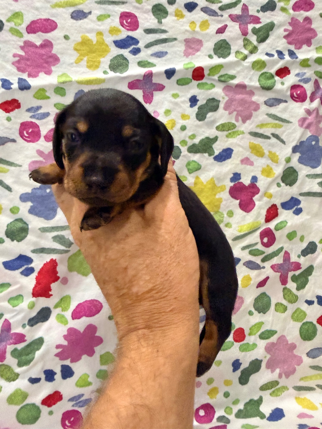 Du Domaine Du Diamant Bleu - Chiots disponibles - Teckel poil ras