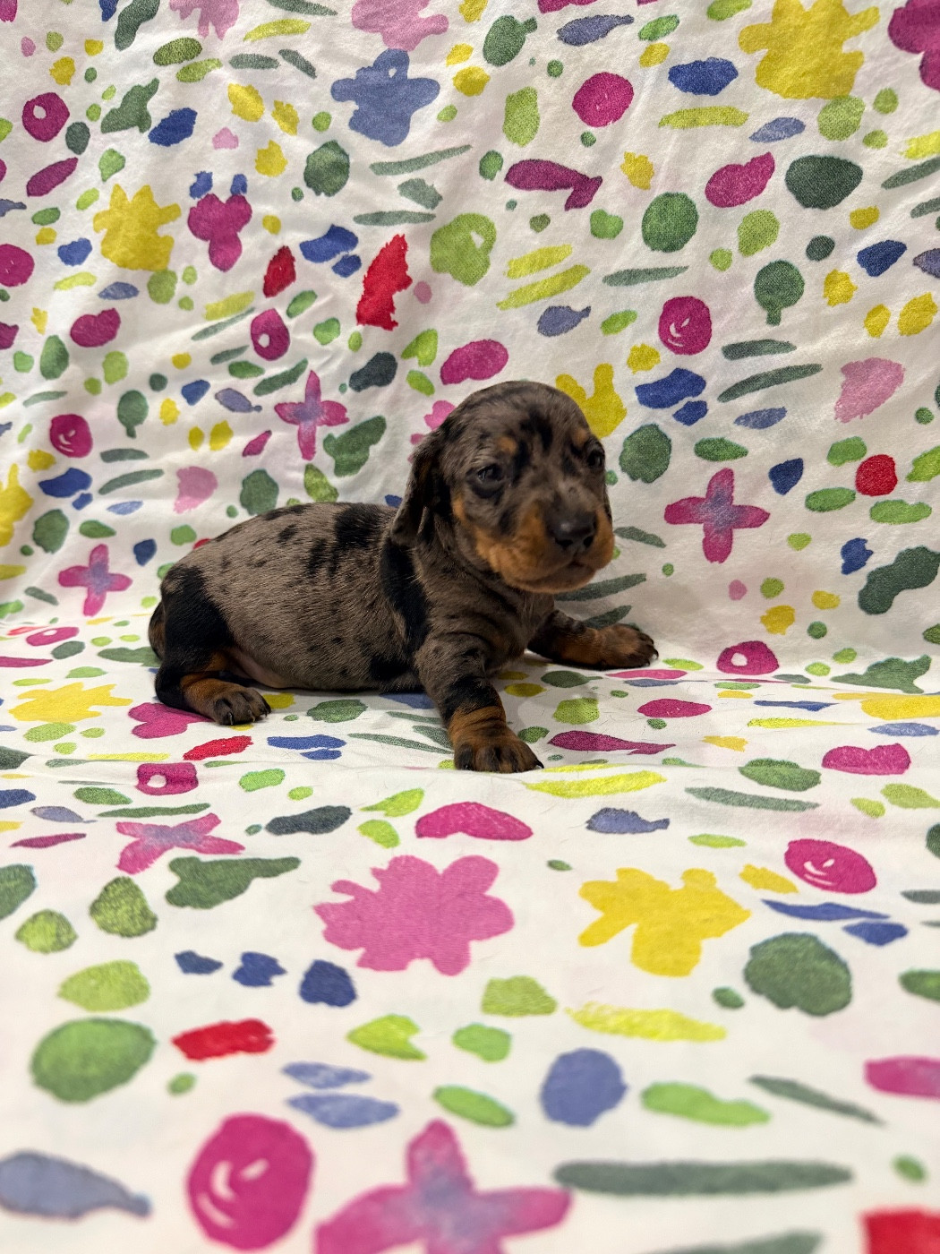 Du Domaine Du Diamant Bleu - Chiots disponibles - Teckel poil ras