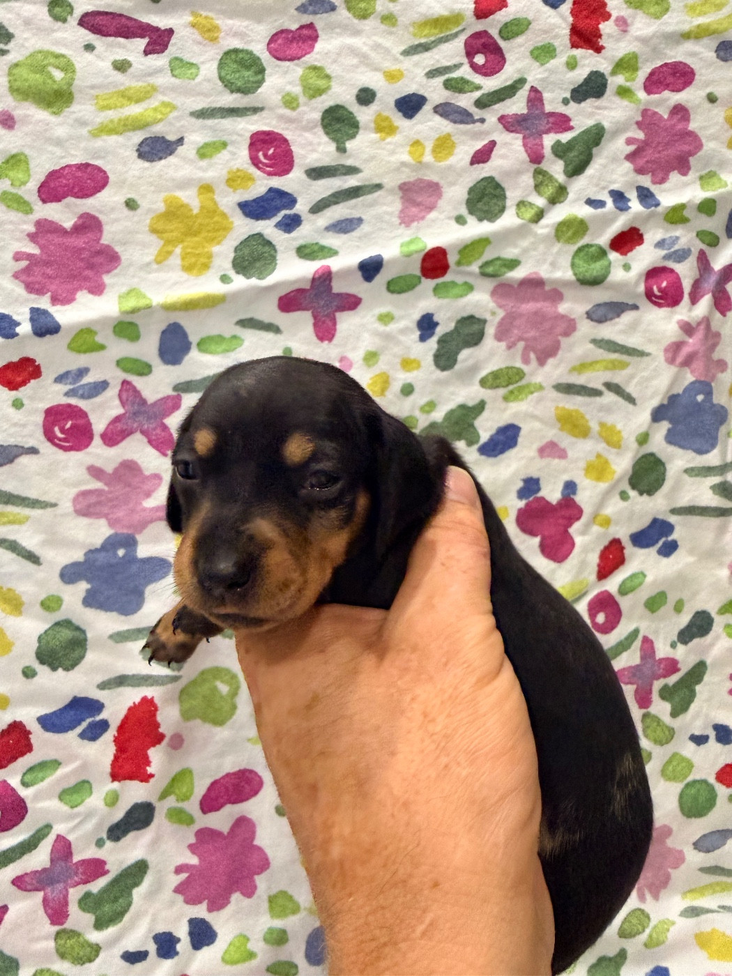 Du Domaine Du Diamant Bleu - Chiots disponibles - Teckel poil ras