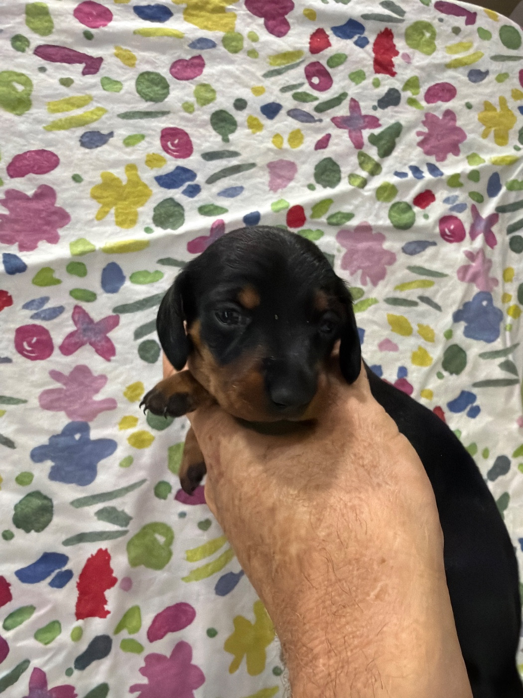 Du Domaine Du Diamant Bleu - Chiots disponibles - Teckel poil ras