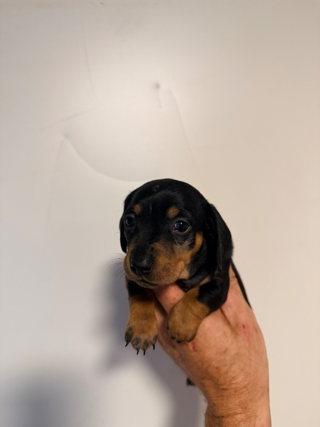 Du Domaine Du Diamant Bleu - Chiots disponibles - Teckel poil ras