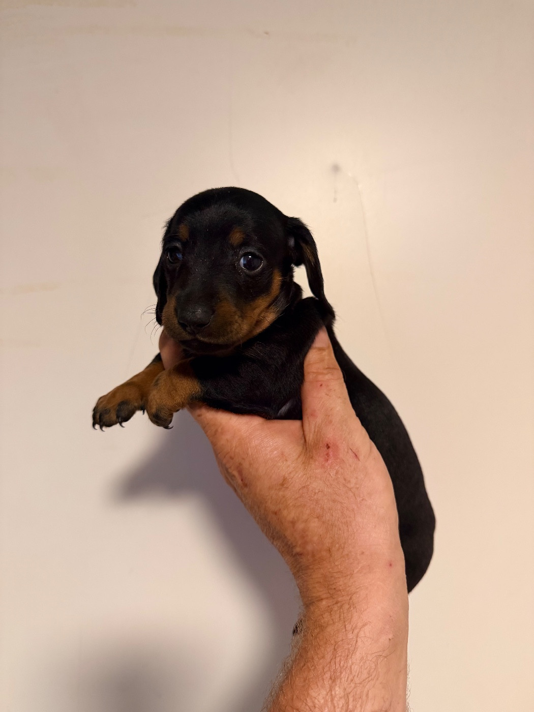 Du Domaine Du Diamant Bleu - Chiots disponibles - Teckel poil ras