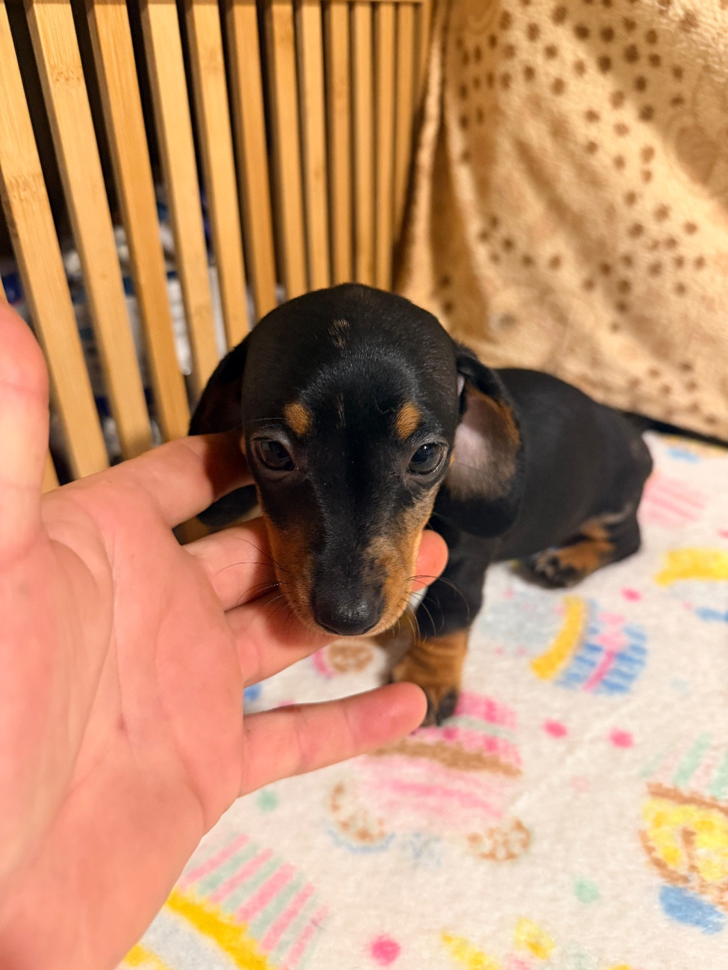 Du Domaine Du Diamant Bleu - Chiots disponibles - Teckel poil ras
