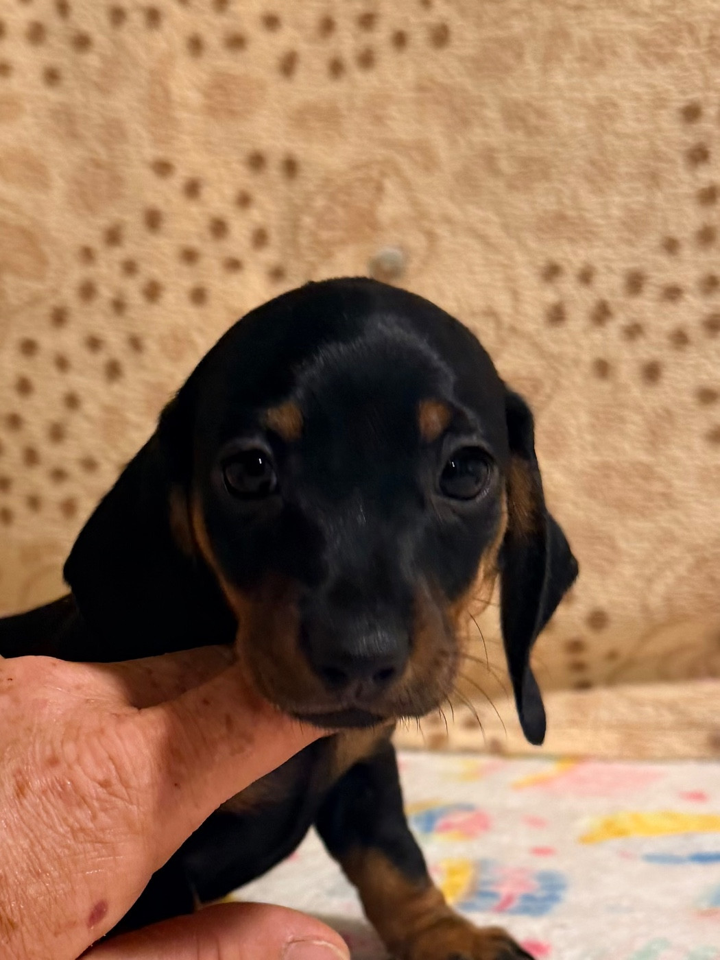 Du Domaine Du Diamant Bleu - Chiots disponibles - Teckel poil ras