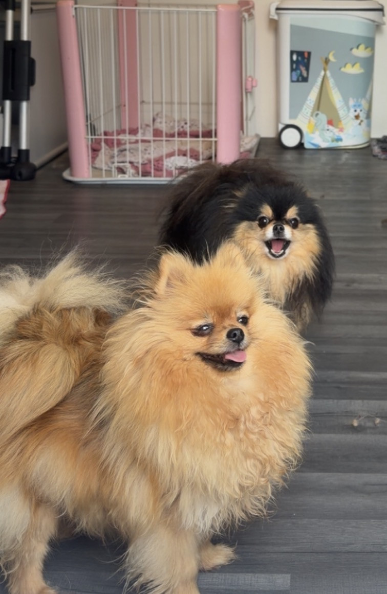 Chiot Spitz allemand Du Domaine Du Diamant Bleu