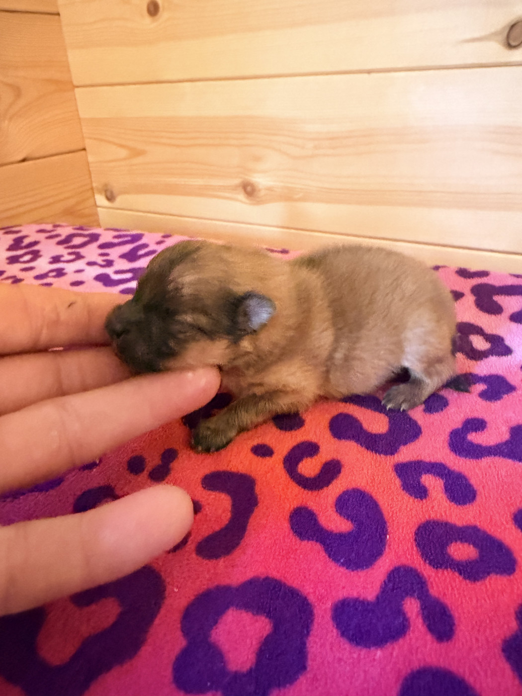 Du Domaine Du Diamant Bleu - Chiots disponibles - Spitz allemand