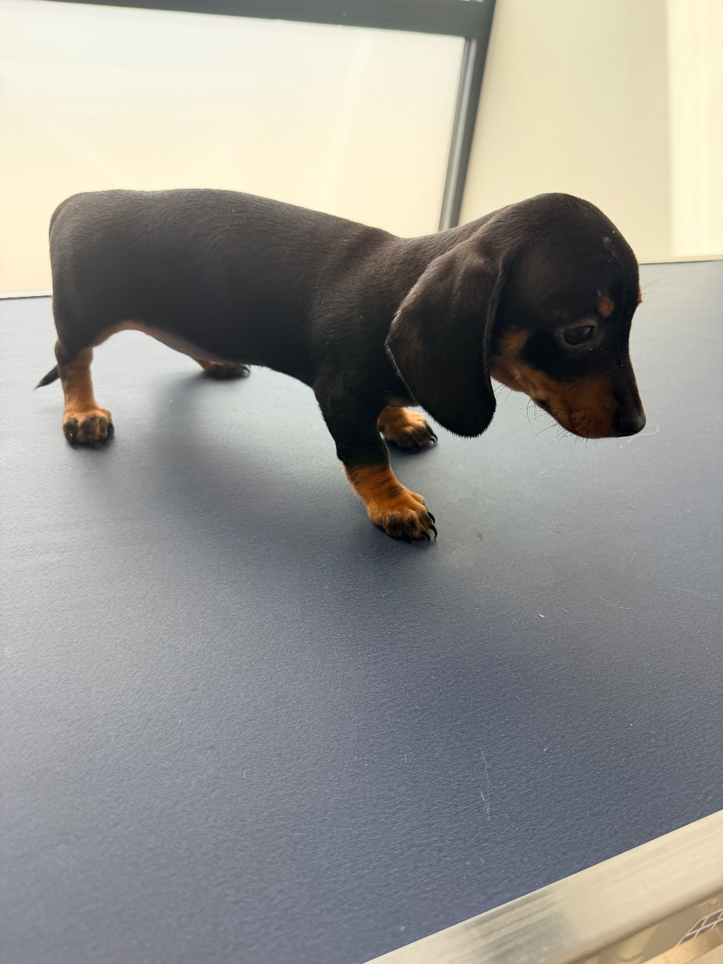 Du Domaine Du Diamant Bleu - Chiots disponibles - Teckel poil ras