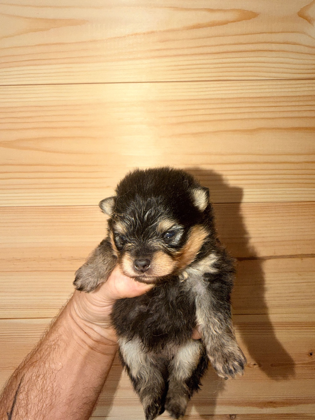 Du Domaine Du Diamant Bleu - Chiots disponibles - Spitz allemand