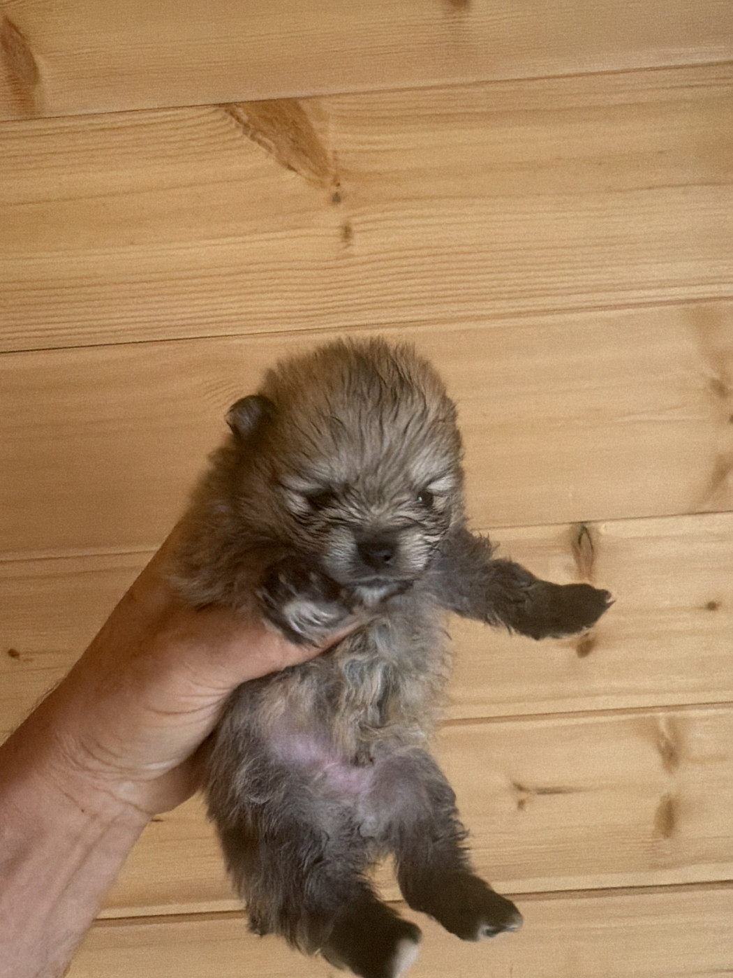 Du Domaine Du Diamant Bleu - Chiots disponibles - Spitz allemand