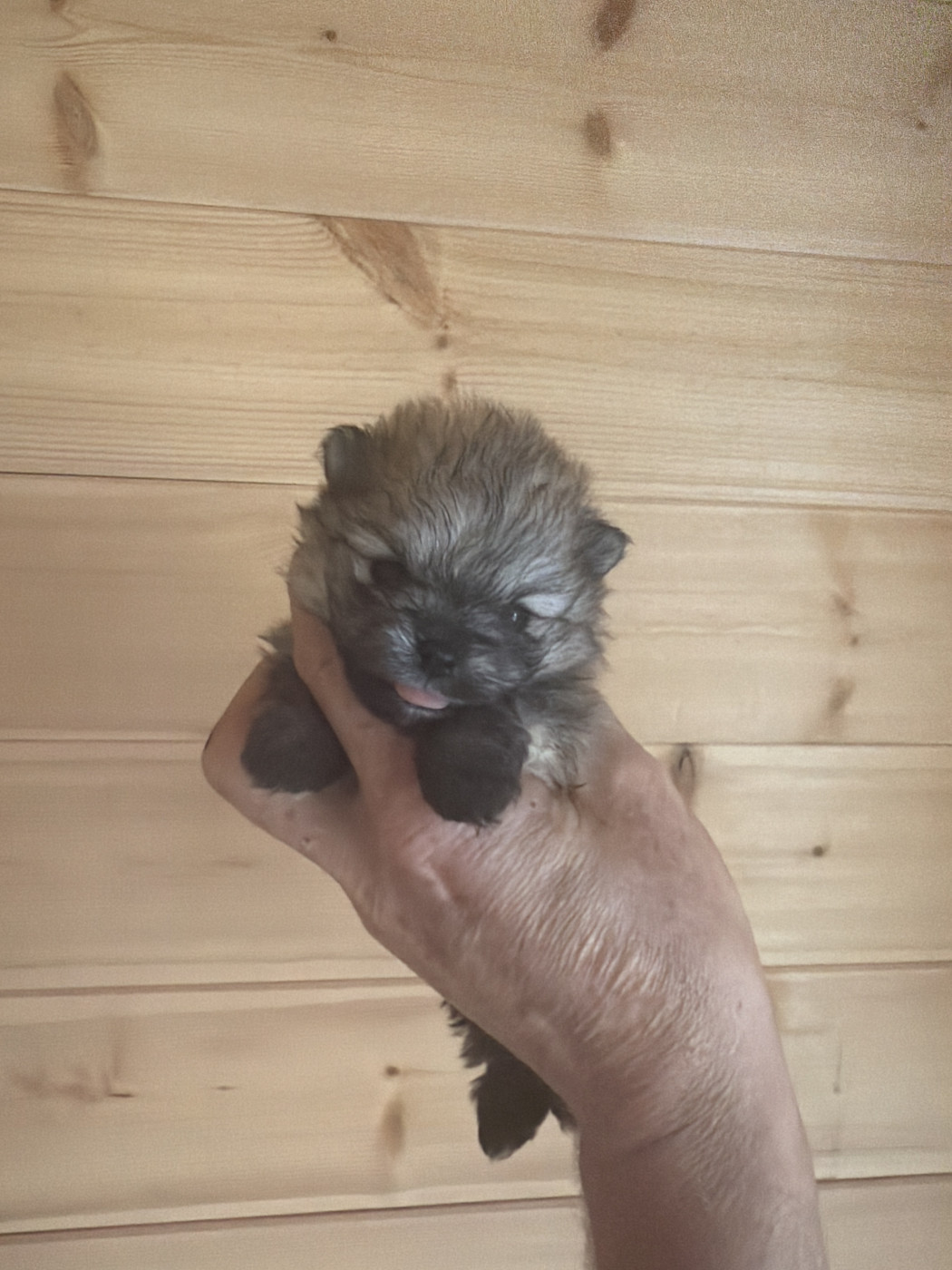 Du Domaine Du Diamant Bleu - Chiots disponibles - Spitz allemand