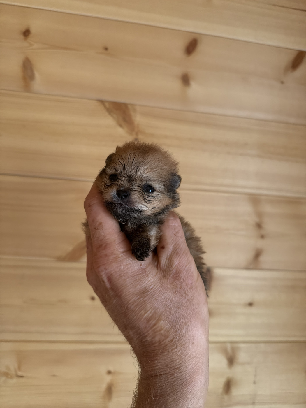 Du Domaine Du Diamant Bleu - Chiots disponibles - Spitz allemand