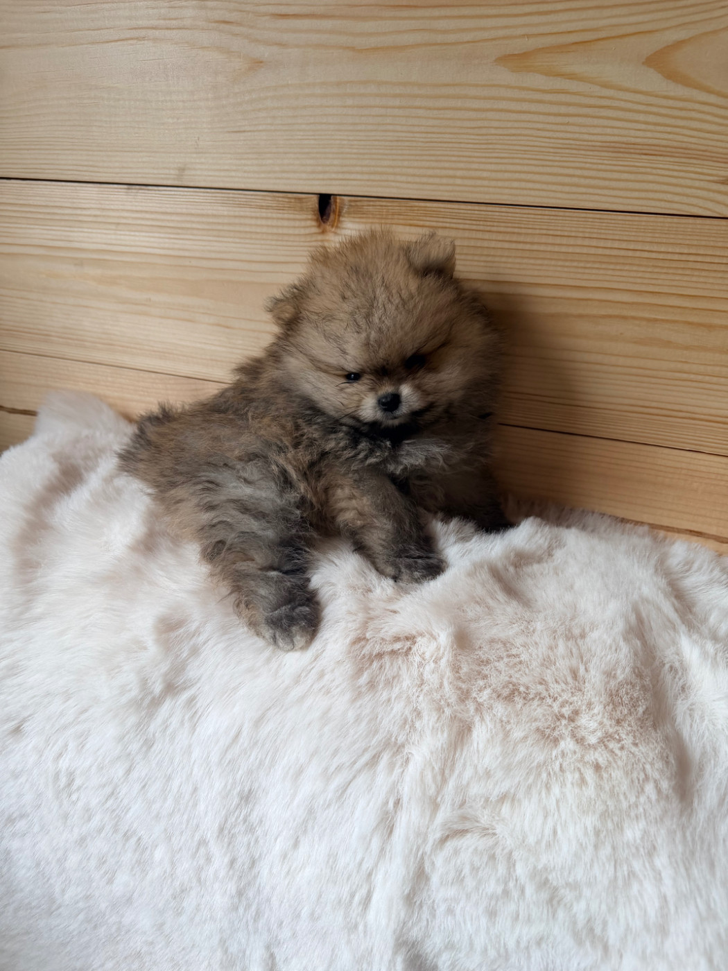 Du Domaine Du Diamant Bleu - Chiots disponibles - Spitz allemand