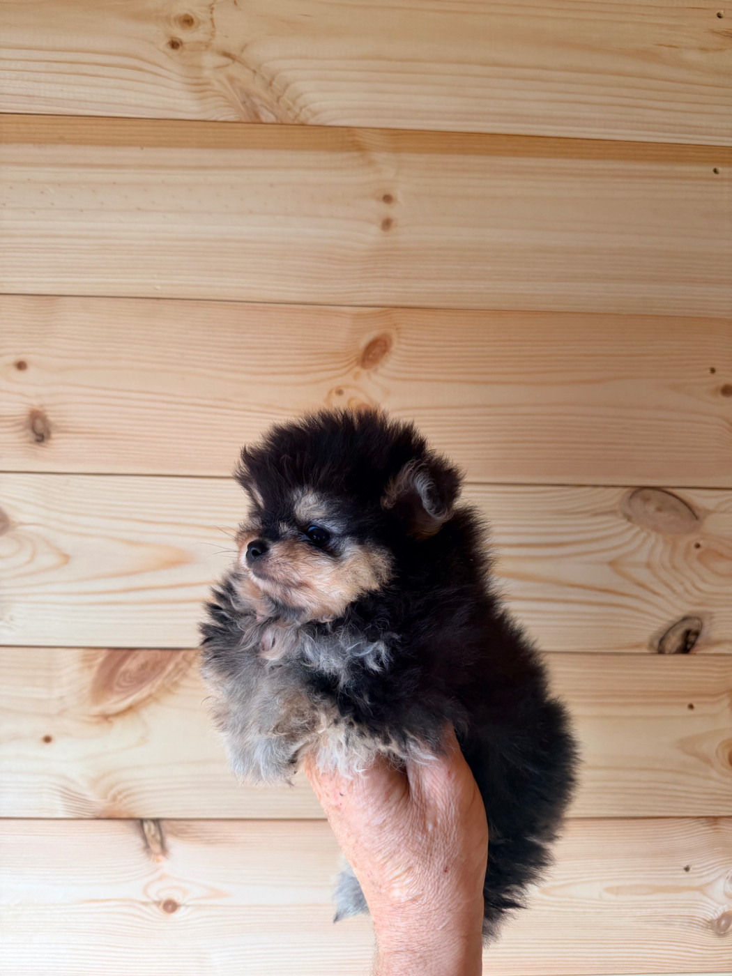Du Domaine Du Diamant Bleu - Chiots disponibles - Spitz allemand