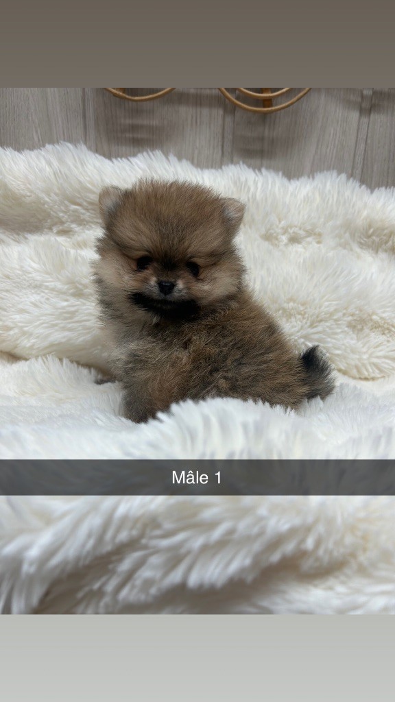 Du Domaine Du Diamant Bleu - Chiots disponibles - Spitz allemand