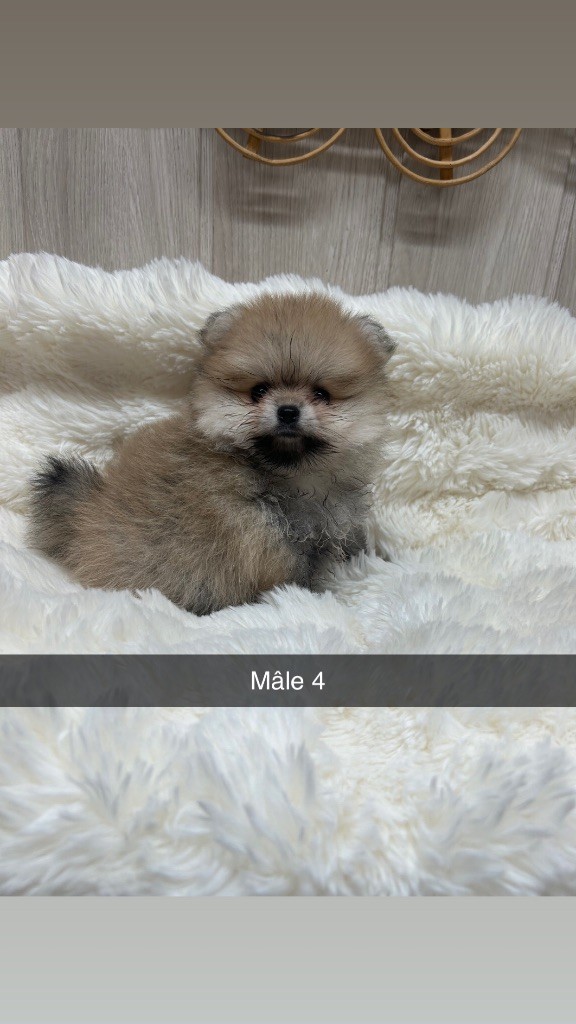 Du Domaine Du Diamant Bleu - Chiots disponibles - Spitz allemand