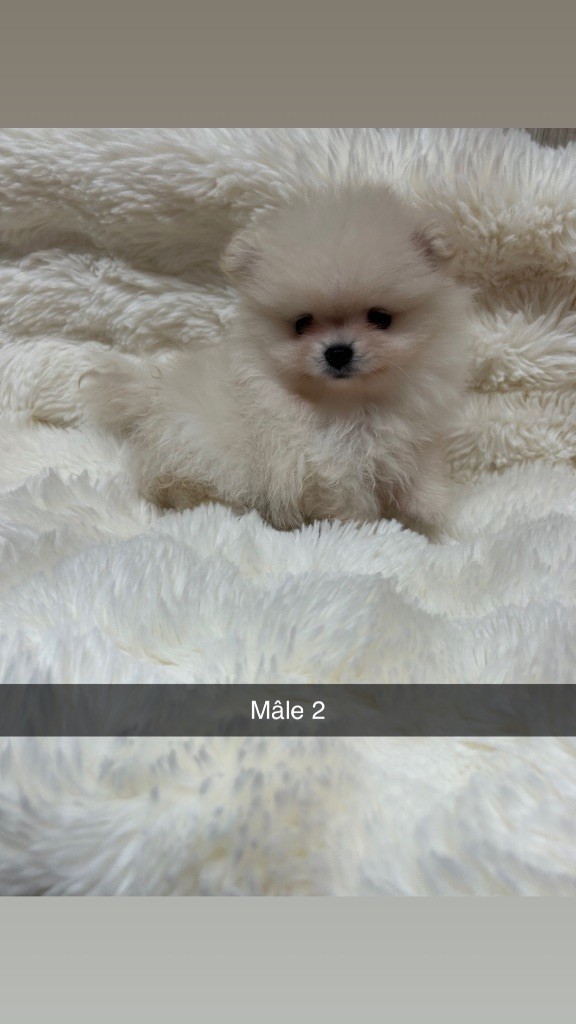 Du Domaine Du Diamant Bleu - Chiots disponibles - Spitz allemand
