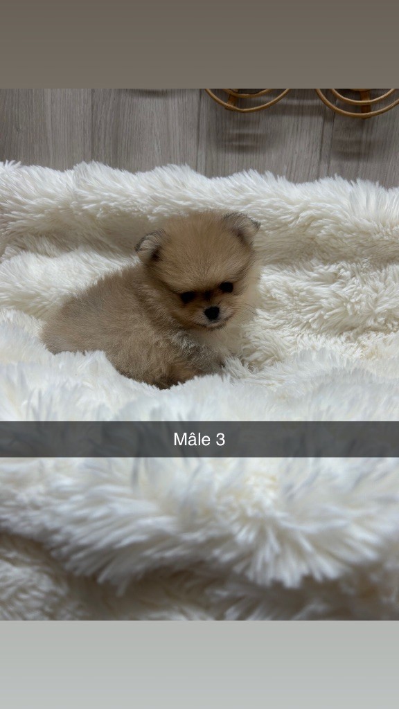 Du Domaine Du Diamant Bleu - Chiots disponibles - Spitz allemand