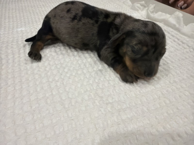 Chiot N°2