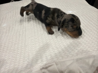 Chiot N°3