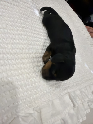 Chiot N°6