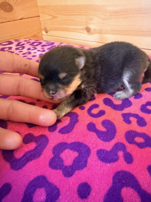 Chiot N°1