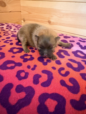 Chiot N°3