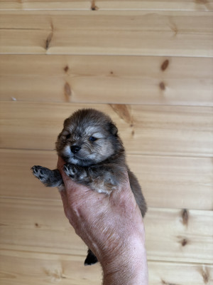 Chiot N°3