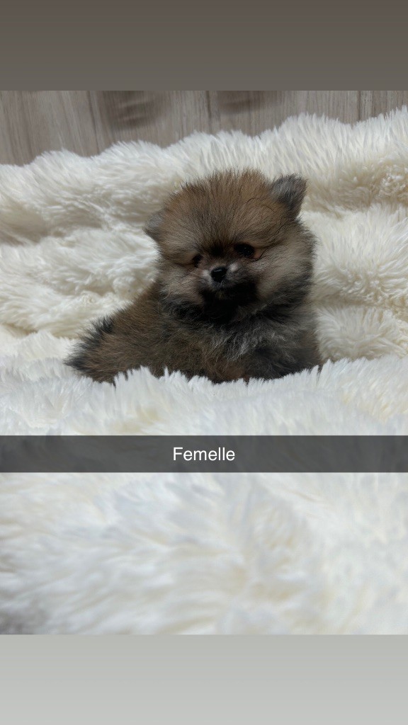 Du Domaine Du Diamant Bleu - Chiots disponibles - Spitz allemand