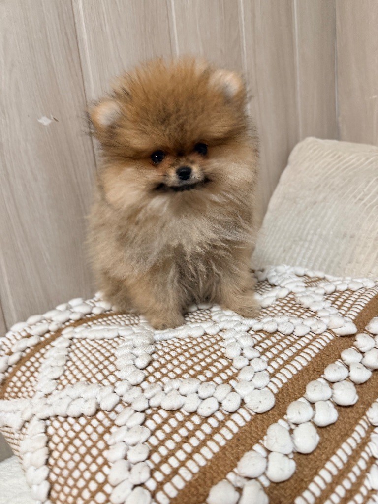 Du Domaine Du Diamant Bleu - Chiots disponibles - Spitz allemand